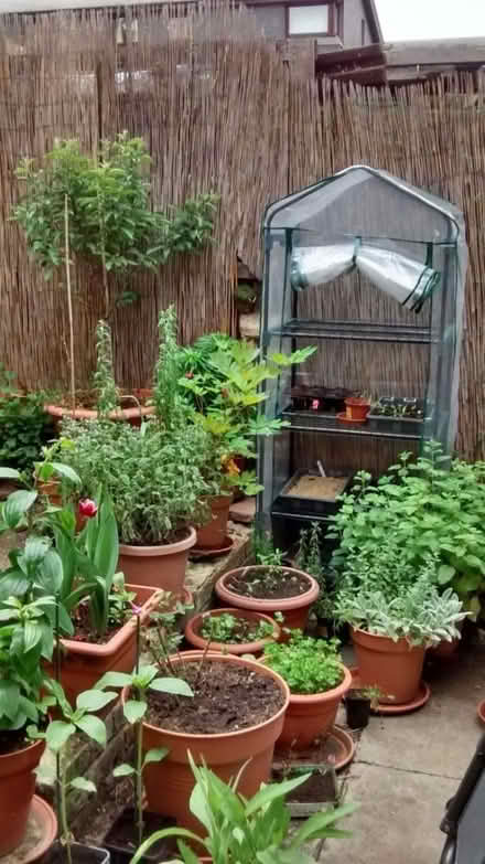 Photo of free Mini greenhouse - 4 tier (Howlands, AL7) #1
