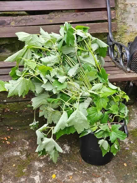 Photo of free Perennial Japanese Anemones (Huddersfield HD2, UK) #2