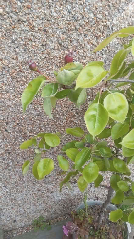 Photo of free Small pear tree needs a loving home! (Kingswood BS15) #2