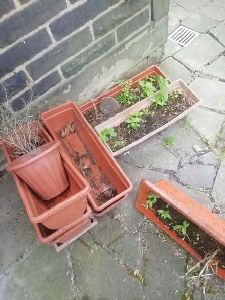 Photo of free Used Plastic Plant Pots And Troughs (Bierley BD4) #1
