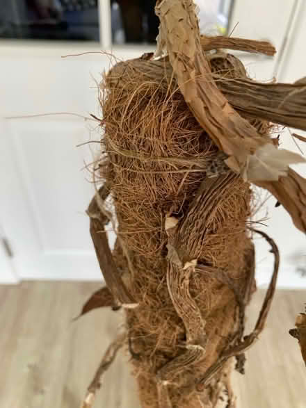 Photo of free House plant climber (Alsager ST7) #1