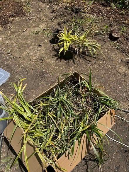 Photo of free Liriope (West Mt. Airy, Phila.) #1