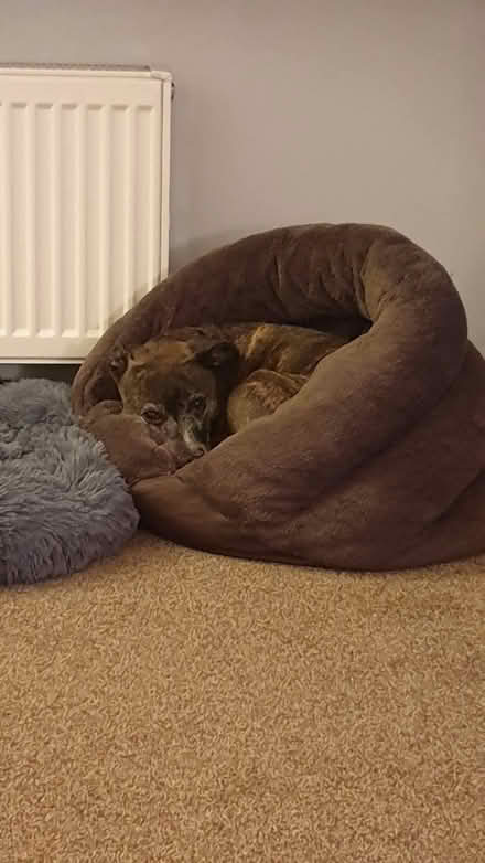 Photo of free Small dog/cat bed (Penilee G52) #1