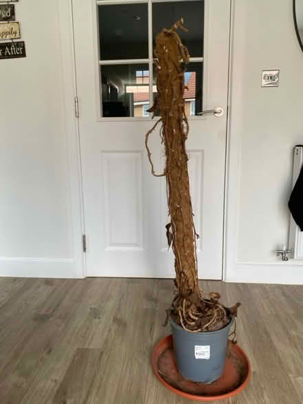 Photo of free House plant climber (Alsager ST7) #2