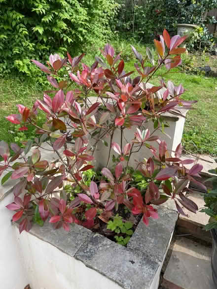 Photo of free Small red robin shrub (St John's TN13) #1