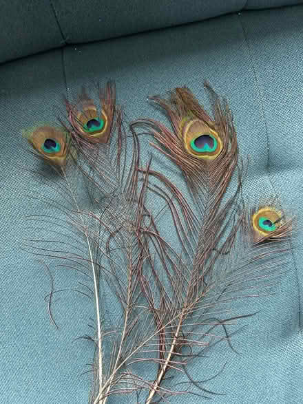 Photo of free Peacock feathers (Felden HP3) #1