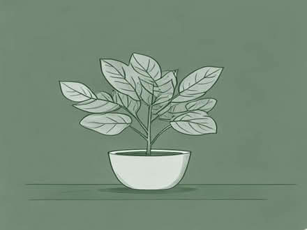 Photo of free Indoor plant - weeping fig (Park South SN3) #1