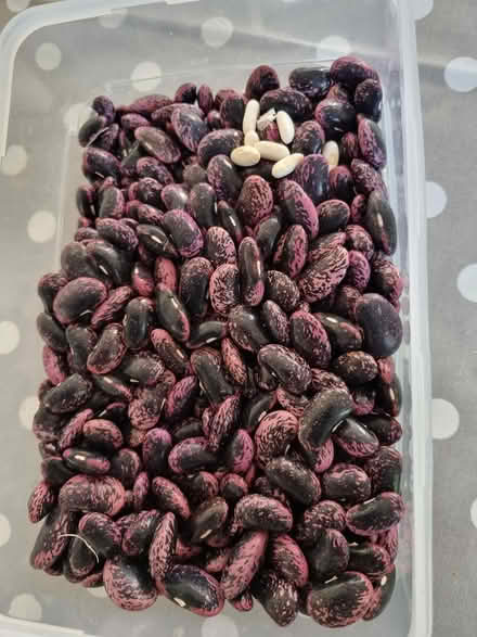 Photo of free runner beans seeds (Llandaf CF5) #1