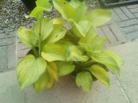 Photo of Hostas (Killamarsh S21) #1
