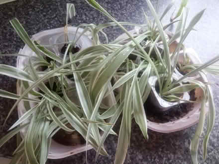 Photo of free Baby Spider plants (Morecambe) #1