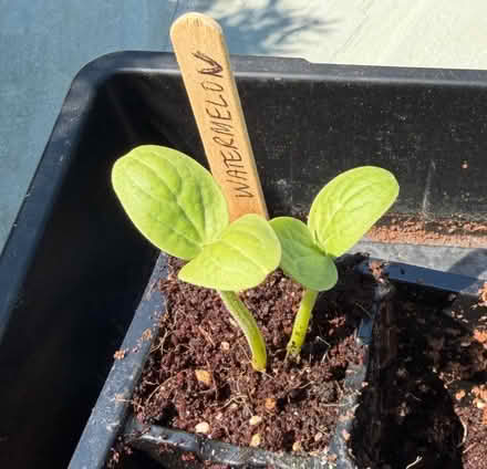 Photo of free Watermelon Seedling - Organic (Winder, GA) #1