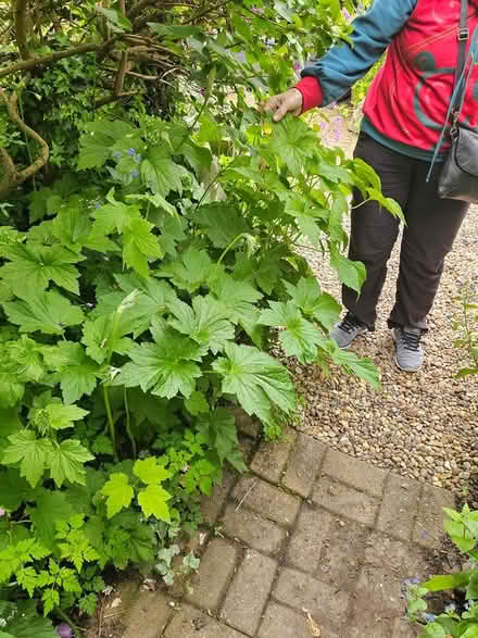 Photo of free Perennial Japanese Anemones (Huddersfield HD2, UK) #3