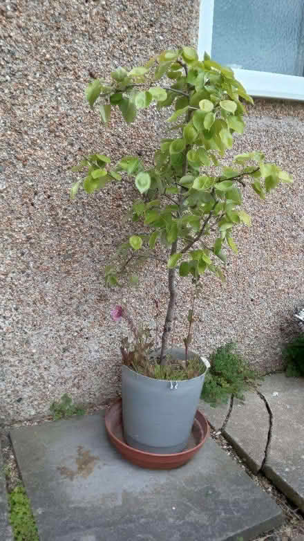 Photo of free Small pear tree needs a loving home! (Kingswood BS15) #1