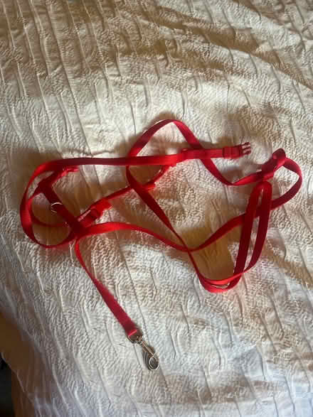Photo of free Cat lead (Park street st albans AL2) #1