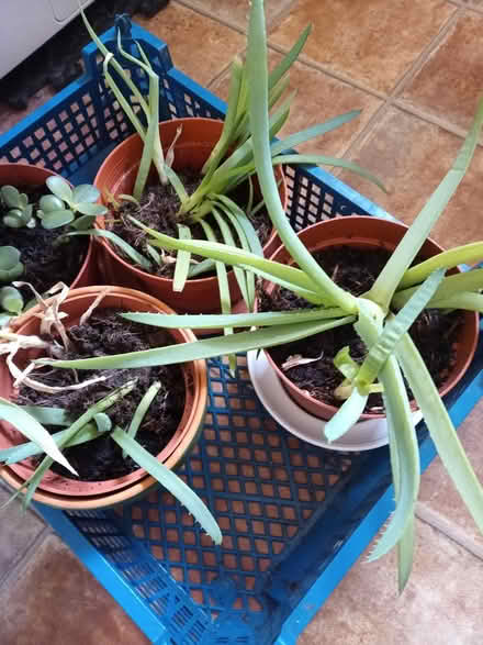 Photo of free Aloe Vera plants (Lawnswood, Leeds LS16) #2