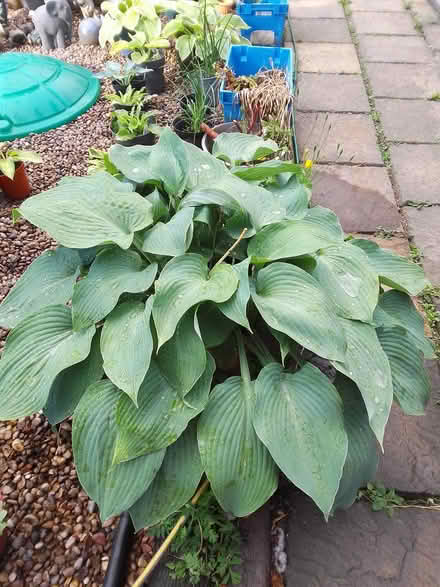 Photo of Hostas (Killamarsh S21) #1