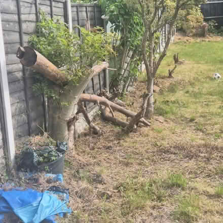 Photo of free Tree trunks (Perry barr B42 1SY) #1