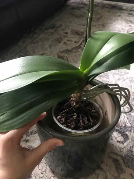 Photo of free White orchid (SW7) #3