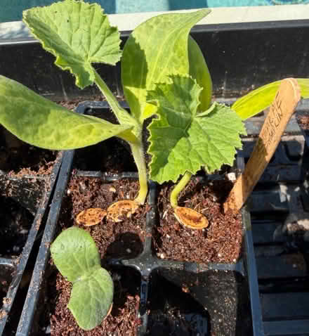 Photo of free Pumpkin Seedlings - Organic (Winder, GA) #1