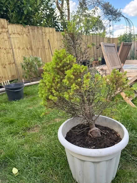 Photo of free Possibly white spruce (Grafton, Shrewsbury) #1
