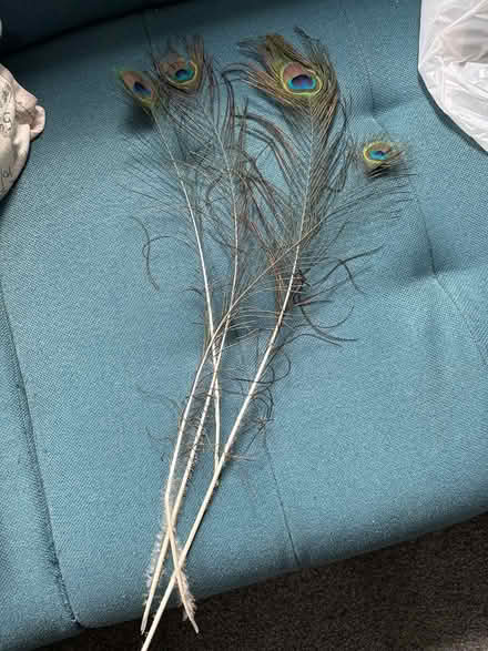 Photo of free Peacock feathers (Felden HP3) #2