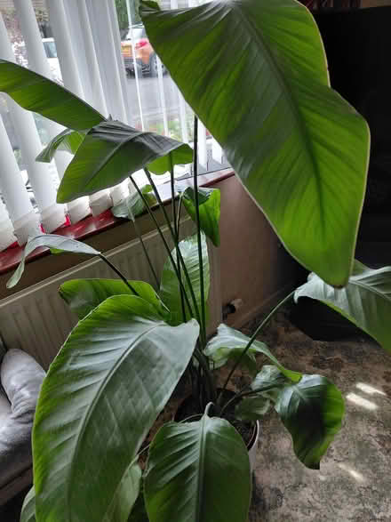 Photo of free bird of paradise plant (Stroud GL5) #2