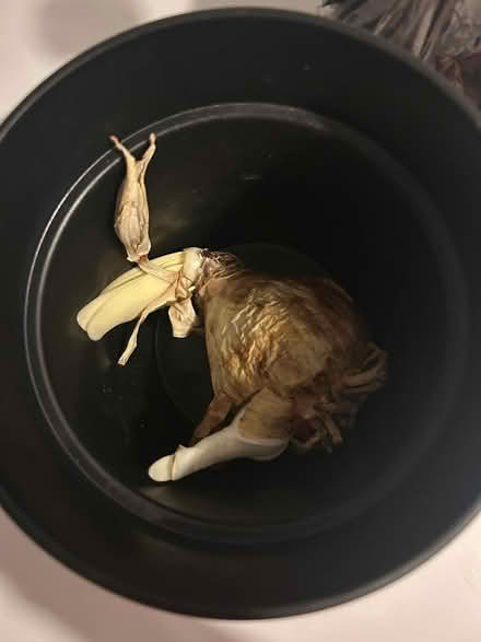 Photo of free Amaryllis Kit (Westboro) #2