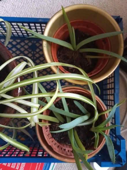 Photo of free Aloe Vera plants (Lawnswood, Leeds LS16) #1