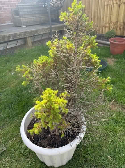 Photo of free Possibly white spruce (Grafton, Shrewsbury) #2