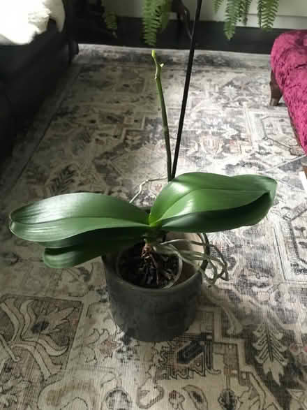 Photo of free White orchid (SW7) #1