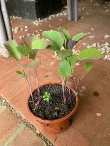 Photo of free Broccoli plants (Upper Wolvercote OX2) #1