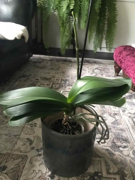 Photo of free White orchid (SW7) #2