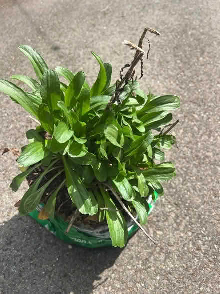 Photo of free Shasta Daisy (Wedgwood) #1