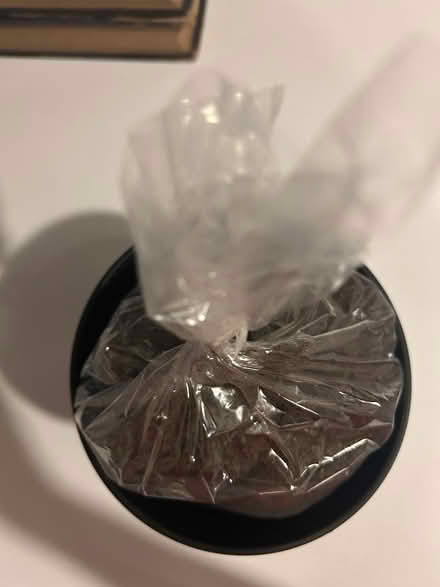 Photo of free Amaryllis Kit (Westboro) #1