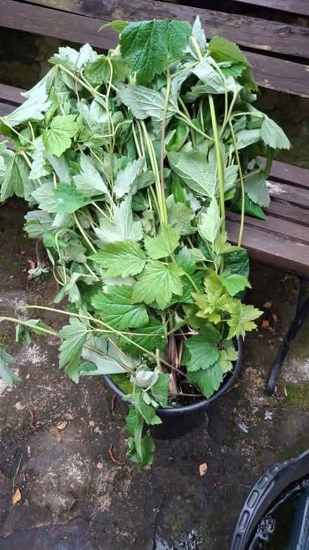 Photo of free Perennial Japanese Anemones (Huddersfield HD2, UK) #1