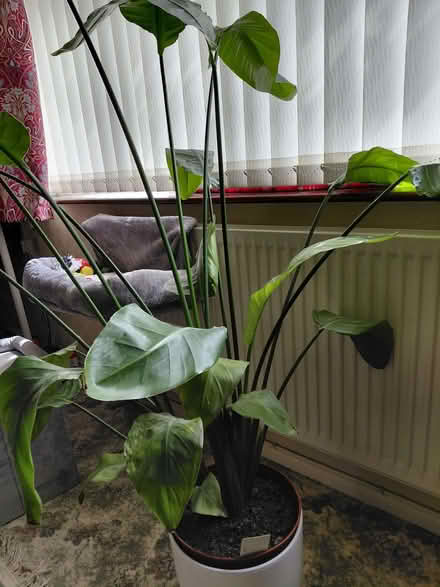 Photo of free bird of paradise plant (Stroud GL5) #1