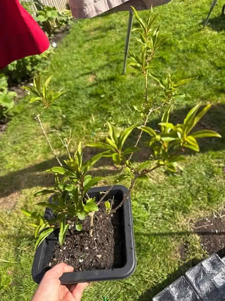 Photo of free Forsythia shrub (Grafton, Shrewsbury) #1