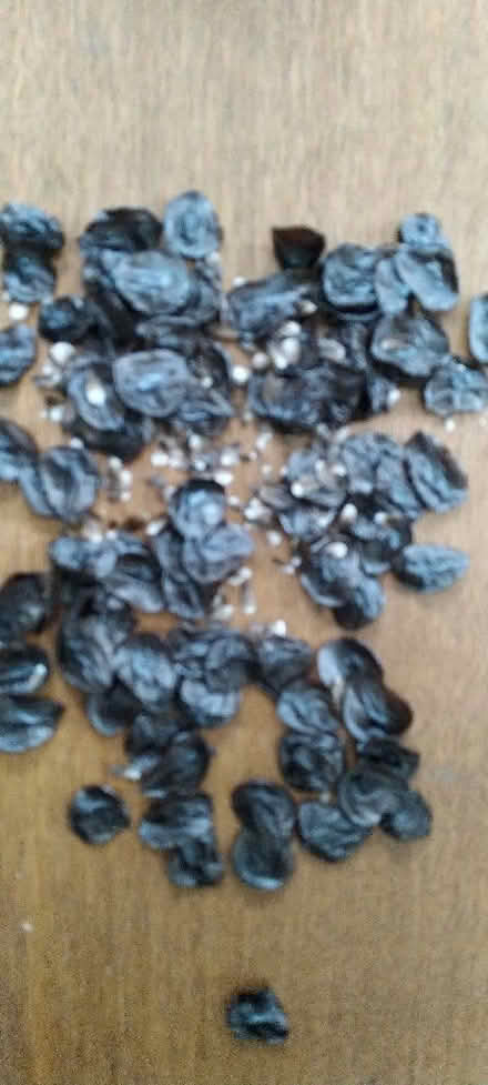 Photo of free Hippeastrum seeds (Kennington OX1) #1