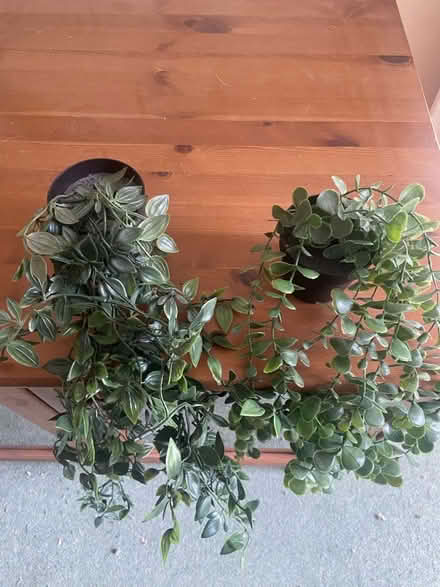 Photo of free Two fake plants hanging (Bear Flat BA2) #1
