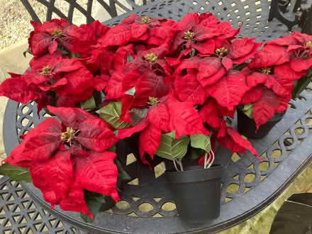 Photo of free Pots containing red plastic flowers (Leigh Park BA13) #2