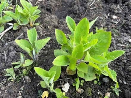 Photo of free Foxglove seedlings (Oakworth, BD22) #1