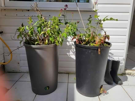Photo of free Plants & large containers (Wirral CH42) #2