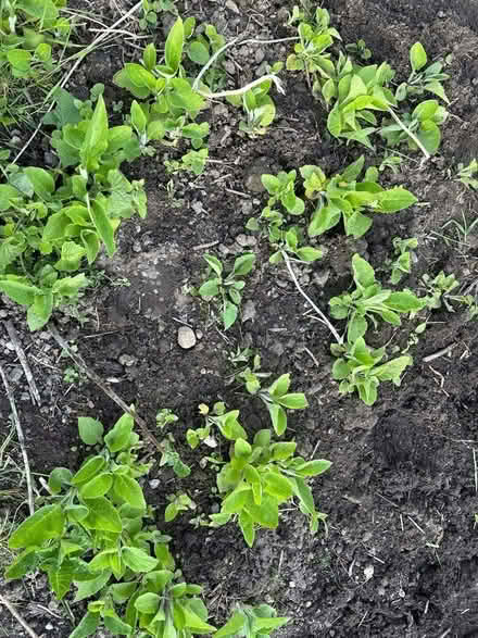 Photo of free Foxglove seedlings (Oakworth, BD22) #2