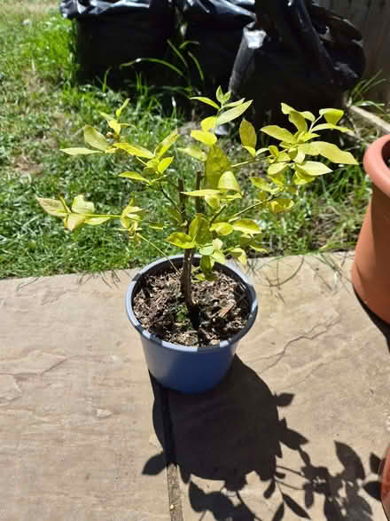 Photo of free Chive plant and small blueberry plant (Loughton IG10) #2