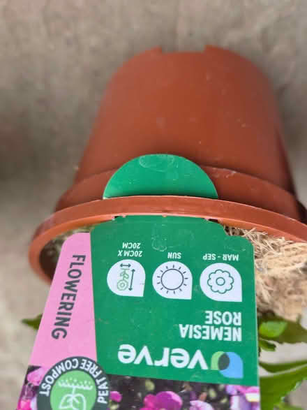 Photo of free Two small pink Nemesia plants (Loughton IG10) #2