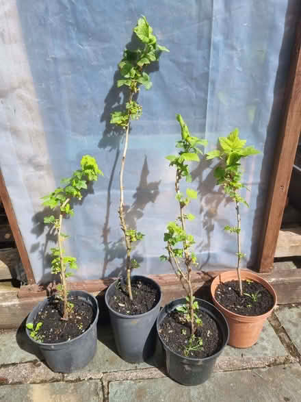 Photo of free Blackcurrants (Windermere LA23) #1