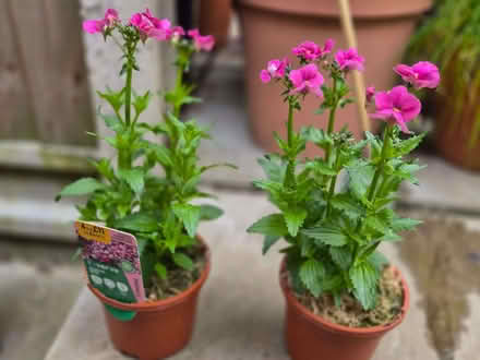 Photo of free Two small pink Nemesia plants (Loughton IG10) #1