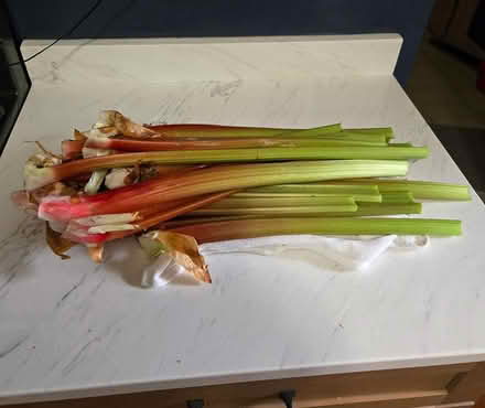 Photo of free rhubarb (Bayshore mall area) #2