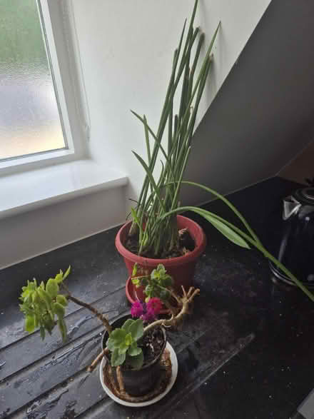 Photo of free 2 x house plants (Tunbridge Wells) #1