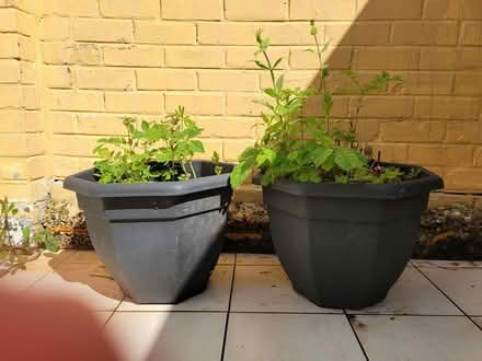 Photo of free Plants & large containers (Wirral CH42) #1